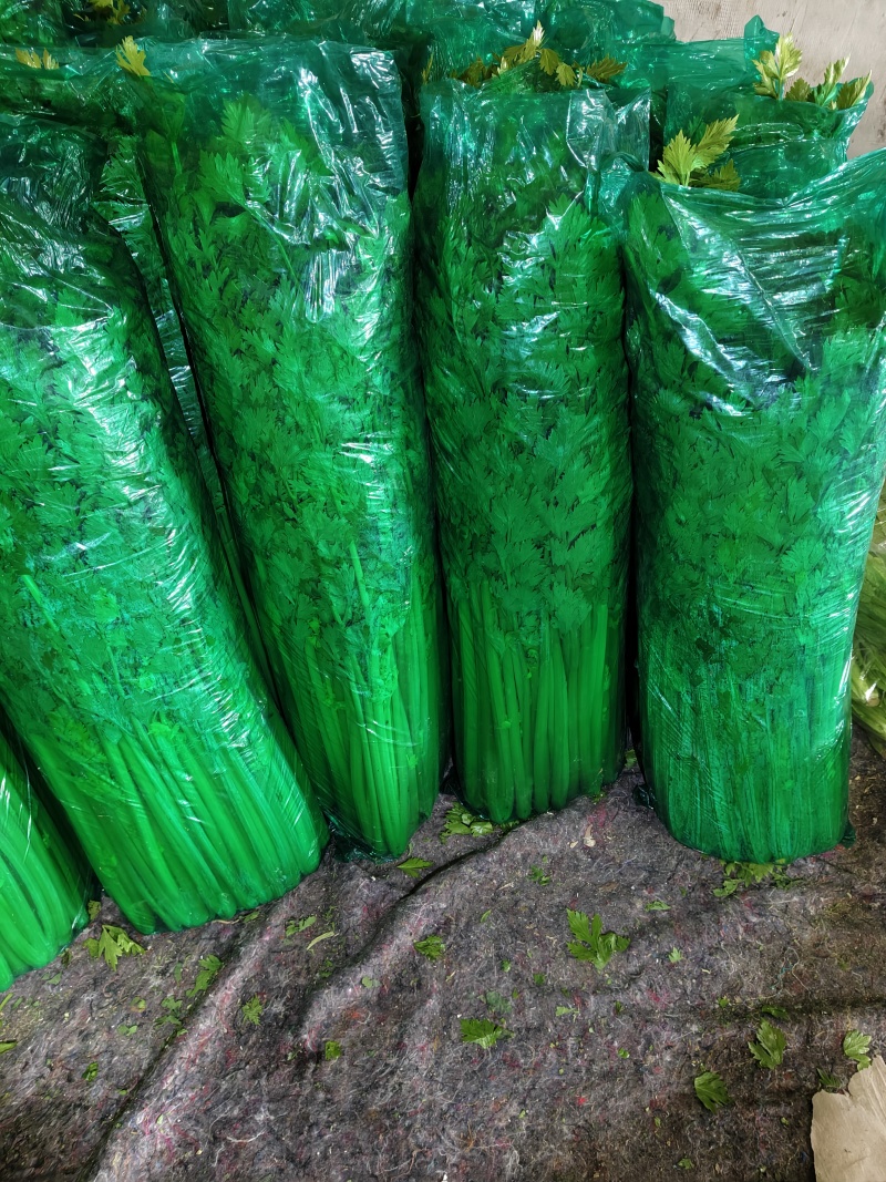 芹菜大量有货走货中～