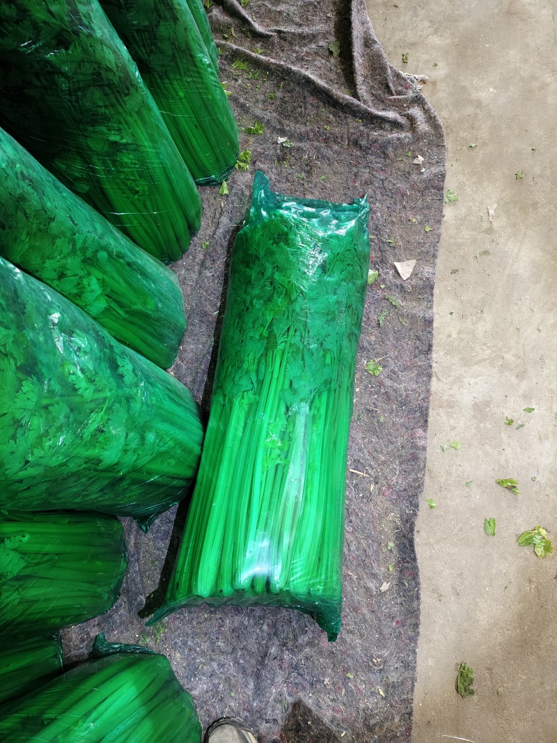 芹菜大量有货走货中～