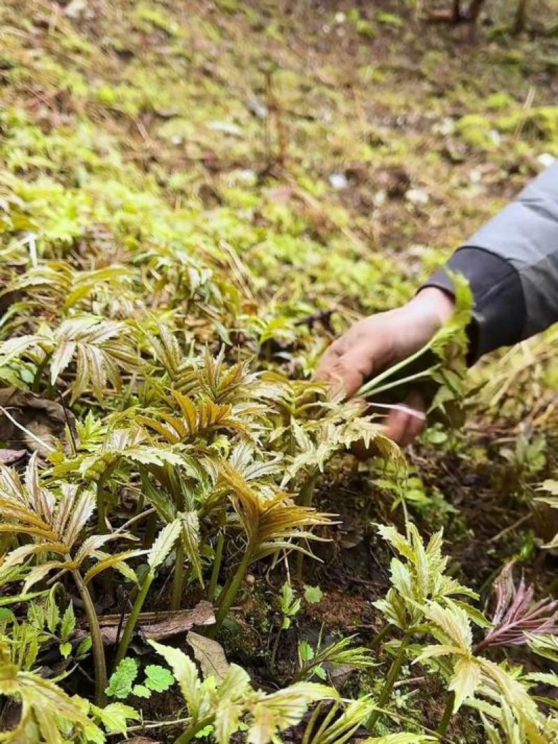 高山雪芽菜！低温烘干和鲜品提前预定