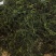 高山雪芽菜！低温烘干和鲜品提前预定