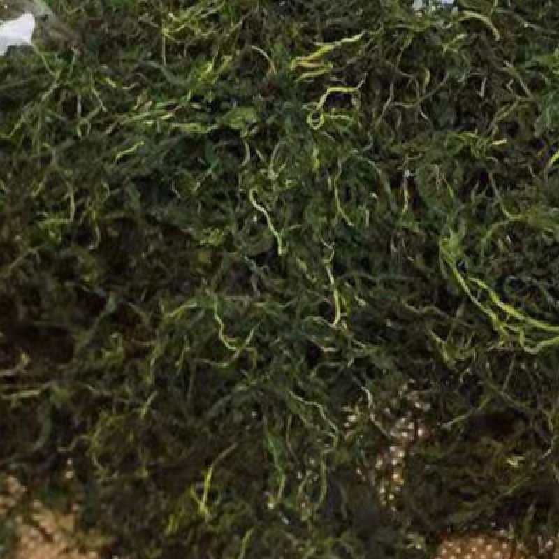 高山雪芽菜！低温烘干和鲜品提前预定