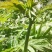 高山雪芽菜！低温烘干和鲜品提前预定