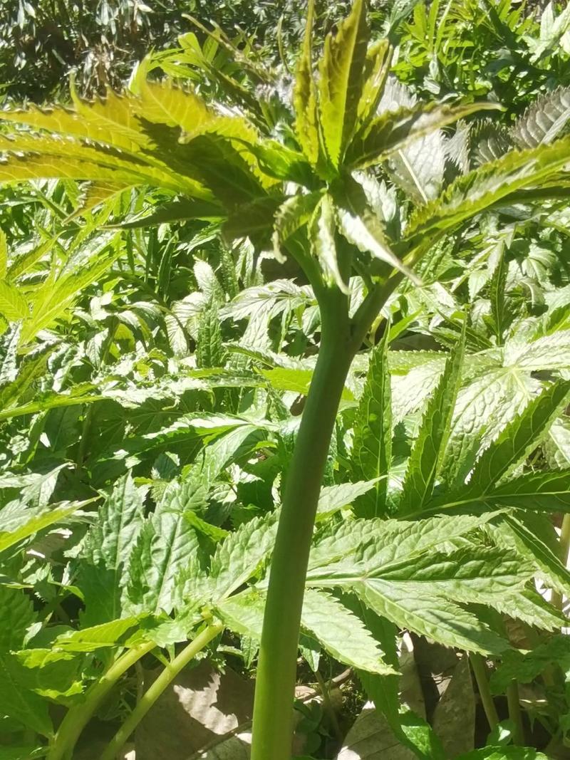 高山雪芽菜！低温烘干和鲜品提前预定