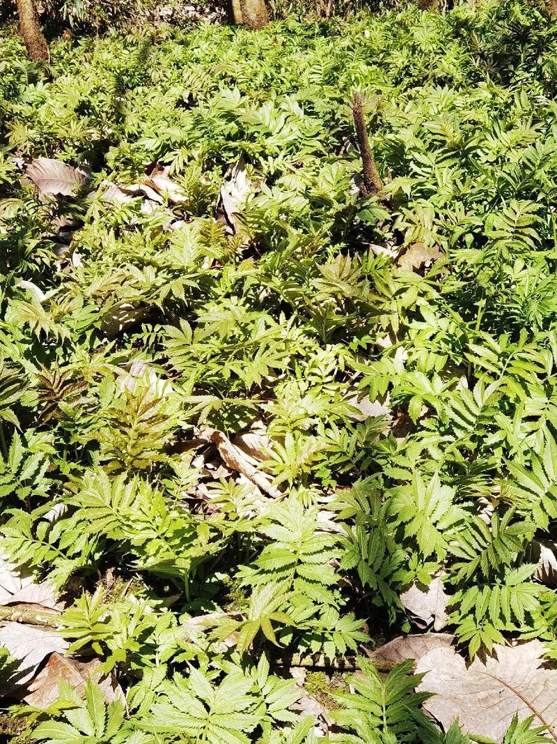 高山雪芽菜！低温烘干和鲜品提前预定