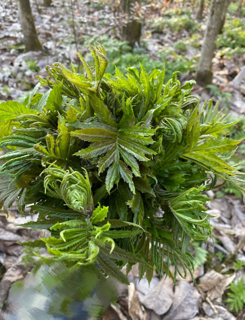 高山雪芽菜！低温烘干和鲜品提前预定