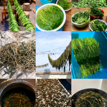 高山雪芽菜！低温烘干和鲜品提前预定