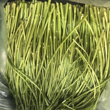 江苏产地大棚芦蒿全国发货对接电商市场商超可视频