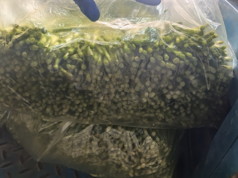 江苏产地大棚芦蒿全国发货对接电商市场商超可视频
