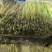 江苏产地大棚芦蒿全国发货对接电商市场商超可视频