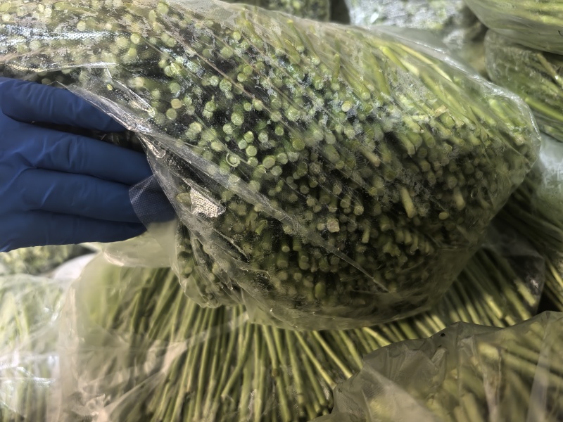 江苏产地大棚芦蒿全国发货对接电商市场商超可视频
