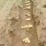 大姜种大量有货山东大姜产地代催姜种