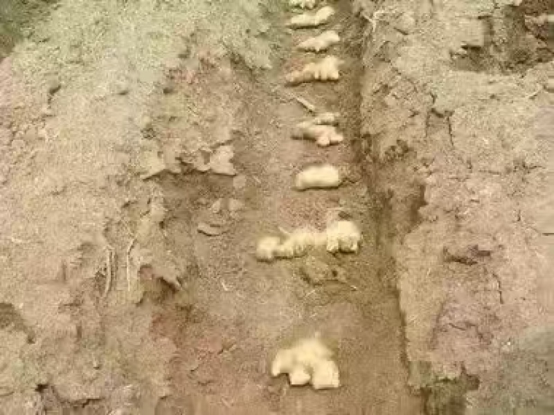 大姜种大量有货山东大姜产地代催姜种