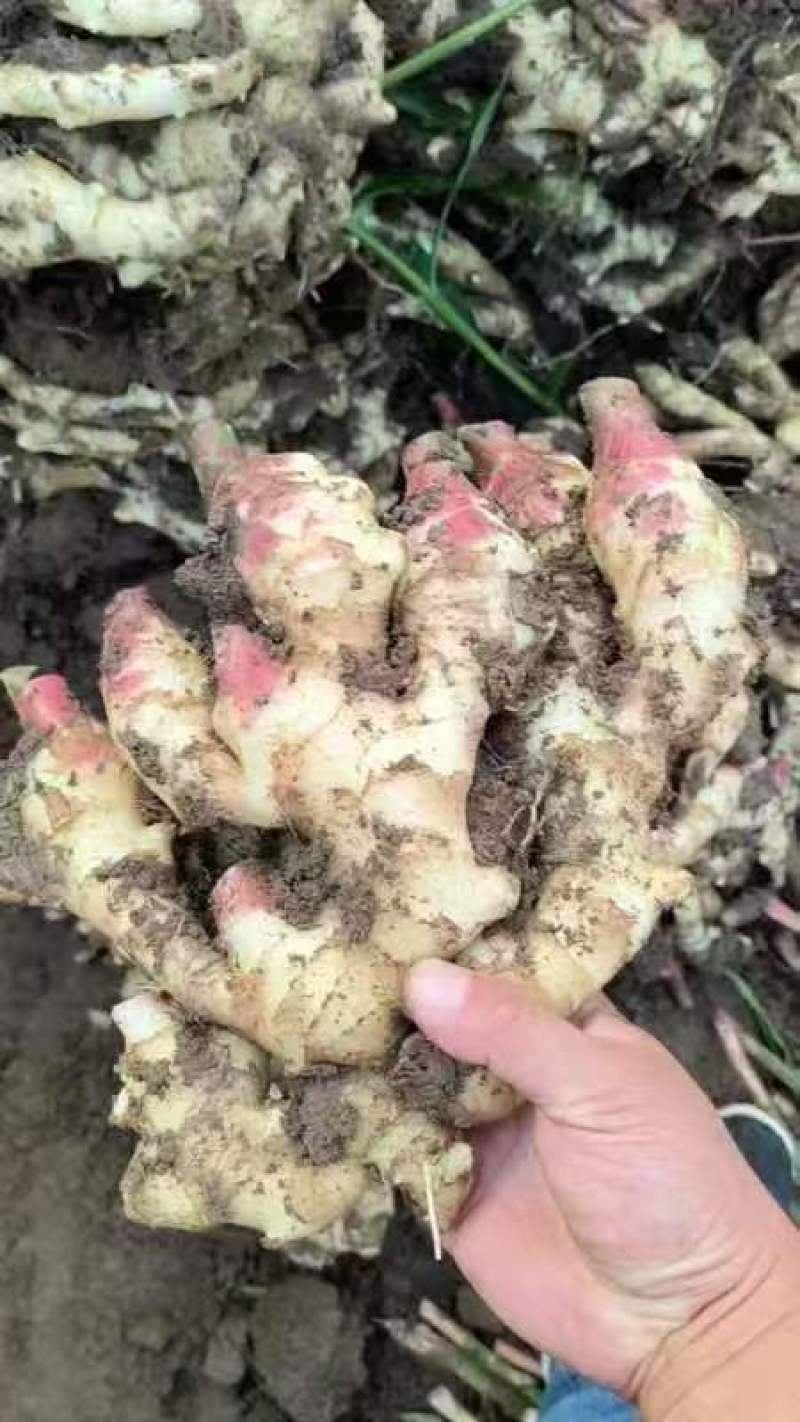 大姜种大量有货山东大姜产地代催姜种