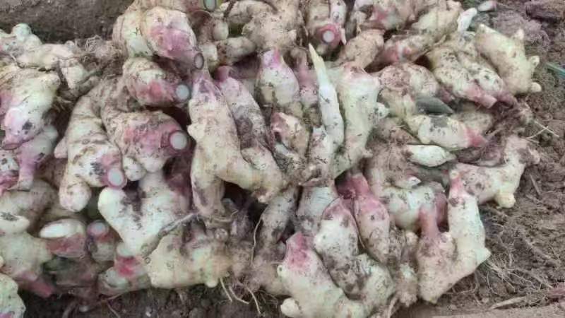 大姜种大量有货山东大姜产地代催姜种