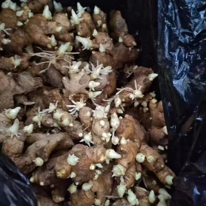 大姜种大量有货山东大姜产地代催姜种