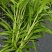 水蕹菜水空心菜潮汕水空心菜柳叶白杆