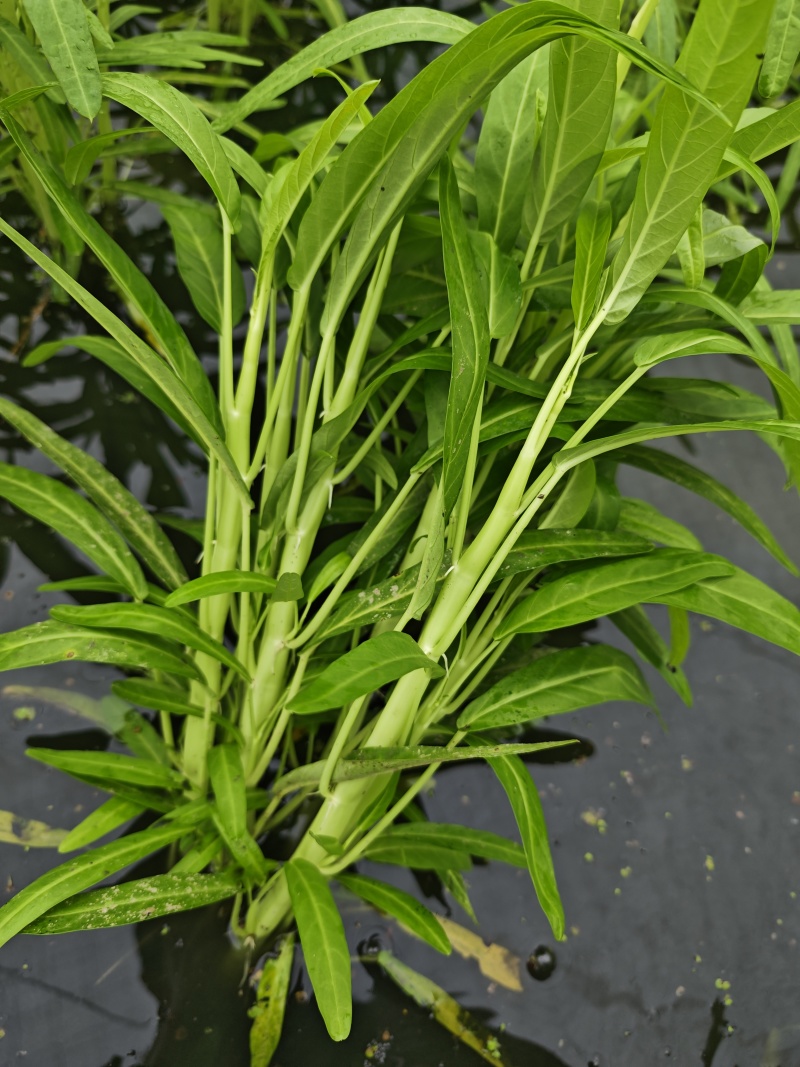 水蕹菜水空心菜潮汕水空心菜柳叶白杆