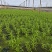 水蕹菜水空心菜潮汕水空心菜柳叶白杆