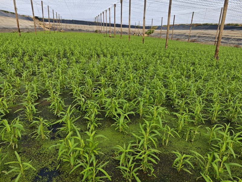 水蕹菜水空心菜潮汕水空心菜柳叶白杆