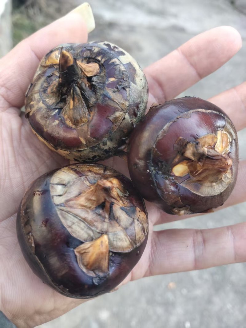 【广西特产】桂林荔浦马蹄水果马蹄荸荠产地直销