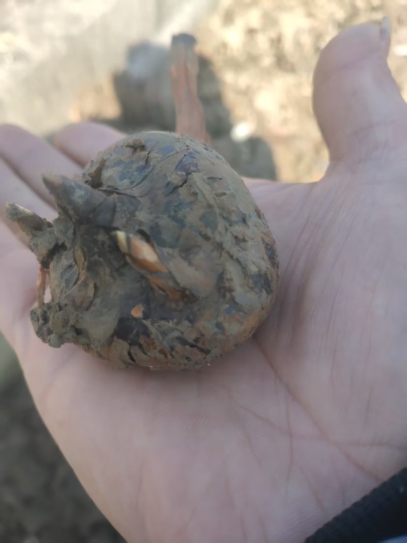 【广西特产】桂林荔浦马蹄水果马蹄荸荠产地直销