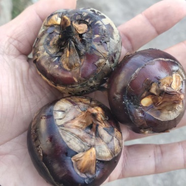【广西特产】桂林荔浦马蹄水果马蹄荸荠产地直销