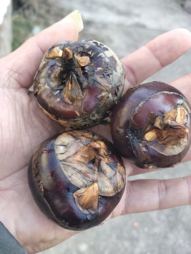 【广西特产】桂林荔浦马蹄水果马蹄荸荠产地直销