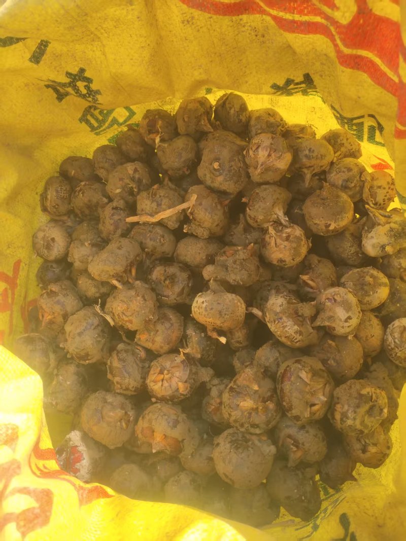 【广西特产】桂林荔浦马蹄水果马蹄荸荠产地直销