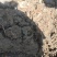 【广西特产】桂林荔浦马蹄水果马蹄荸荠产地直销