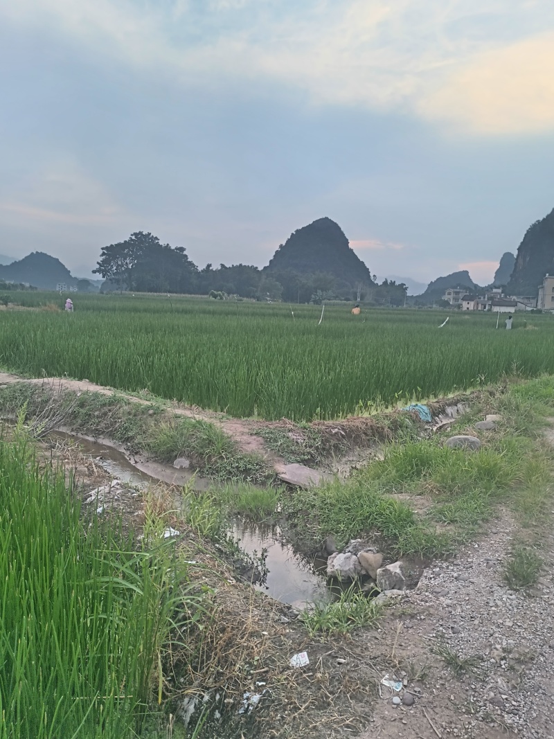 【广西特产】桂林荔浦马蹄水果马蹄荸荠产地直销