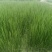 【广西特产】桂林荔浦马蹄水果马蹄荸荠产地直销