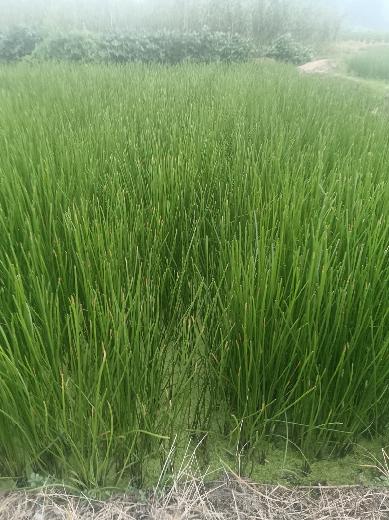 【广西特产】桂林荔浦马蹄水果马蹄荸荠产地直销