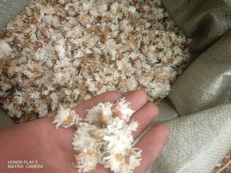 白菊花