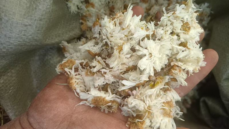 白菊花