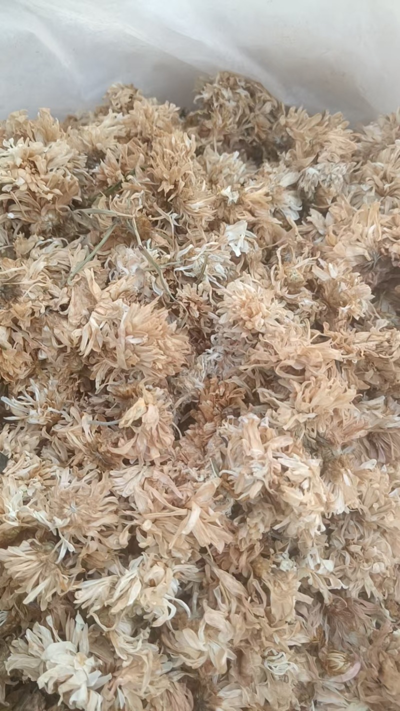 白菊花