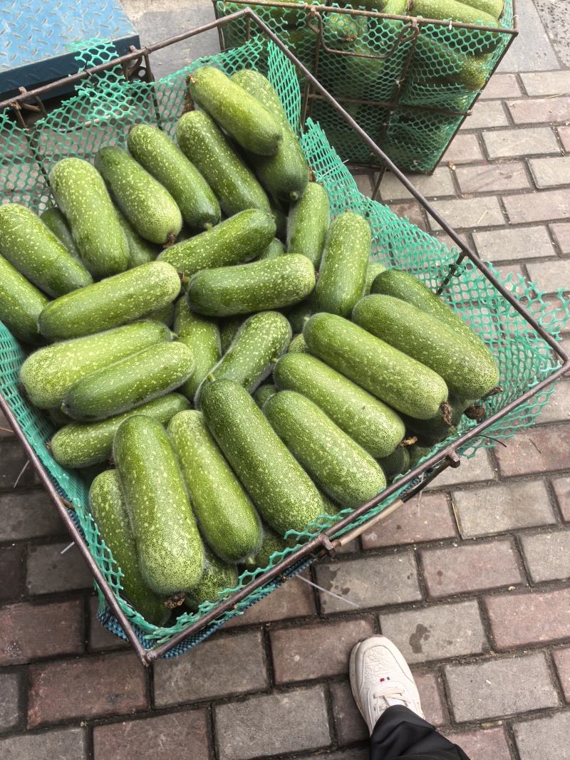 节毛瓜