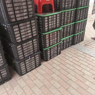 节毛瓜