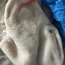 进口纯干羊净肚，无泡水，无水发，量大优惠