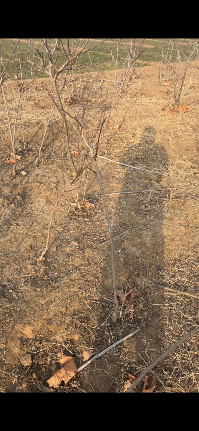 山楂苗