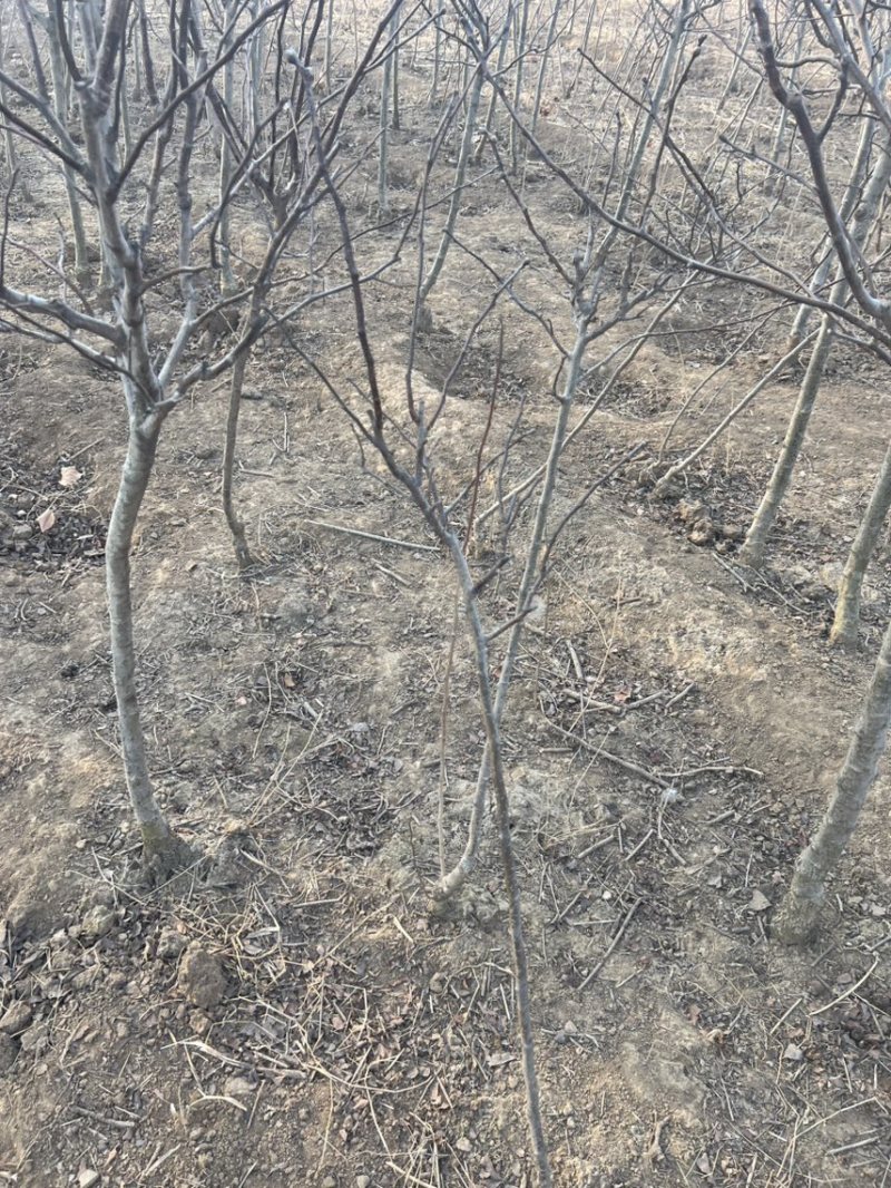 山楂苗