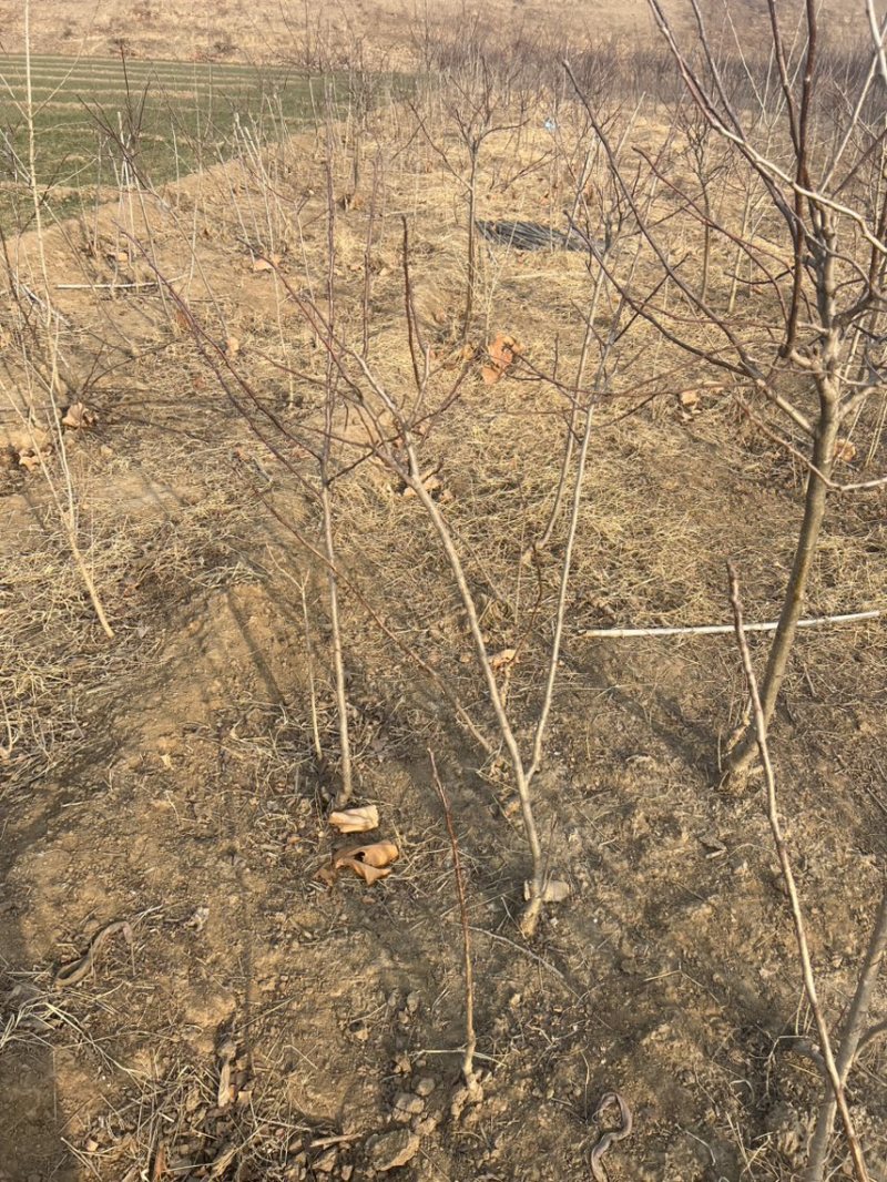山楂苗