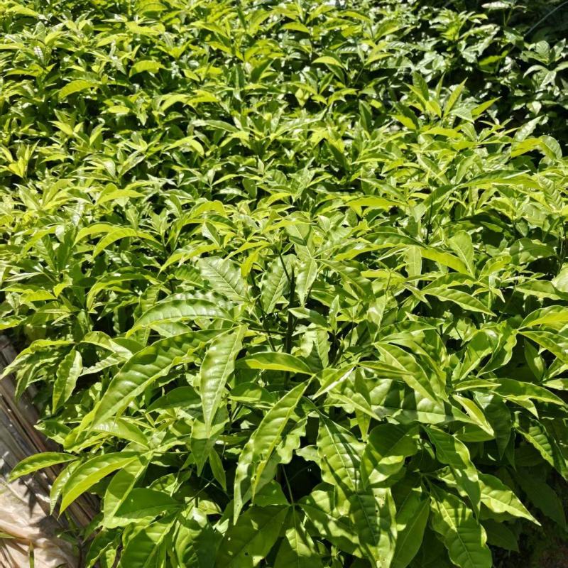 广西梧州三叉苦苗，苗圃直发一手货源，提供技术指导