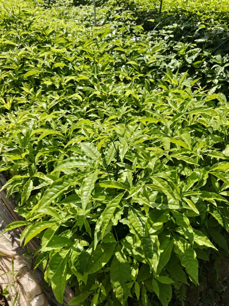 广西梧州三叉苦苗，苗圃直发一手货源，提供技术指导