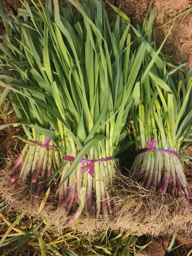 蒜苗，红根蒜苗