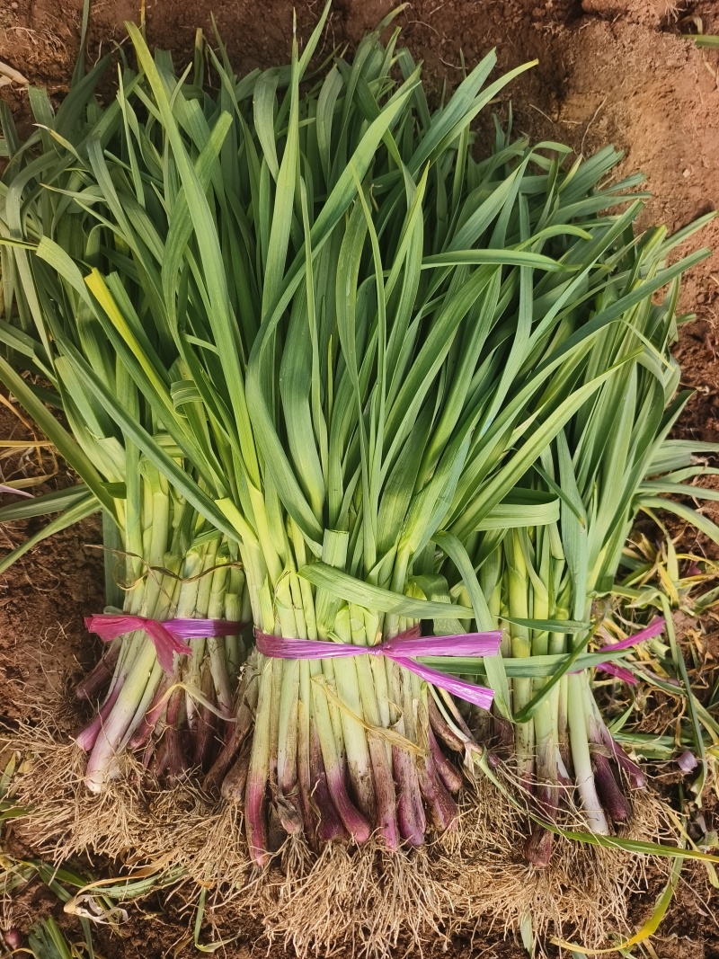 蒜苗，红根蒜苗