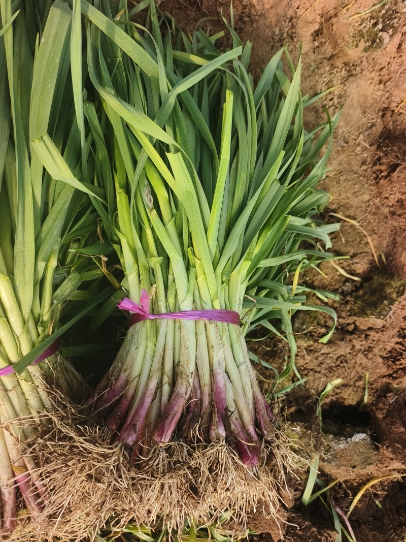 蒜苗，红根蒜苗