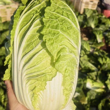 云南精品黄心大娃娃菜