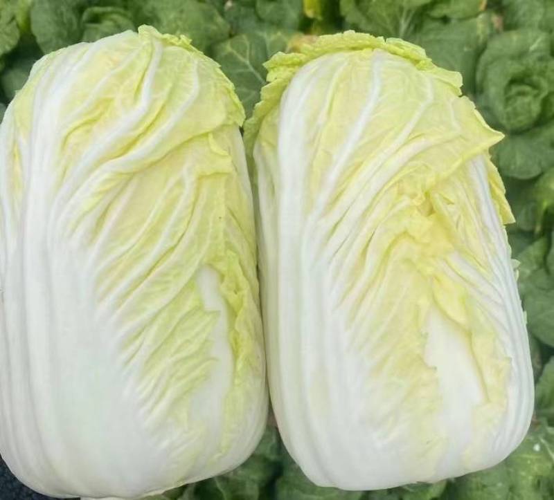 云南精品黄心大娃娃菜