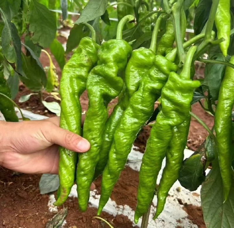 精品陇椒产地直发价格电议对接全国诚信经营