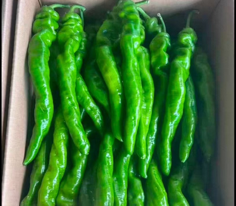 精品陇椒产地直发价格电议对接全国诚信经营
